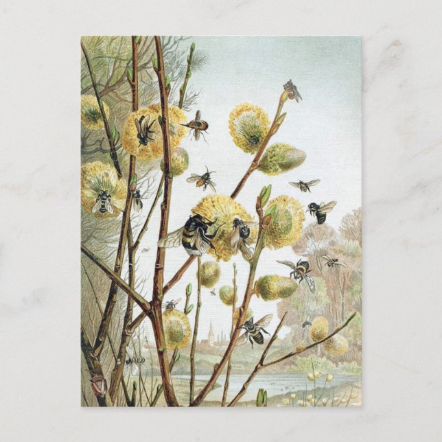 Vintage BienenIllustration Postkarte (Vorderseite)