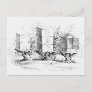 Vintage Bienenkästen Honig Postkarte