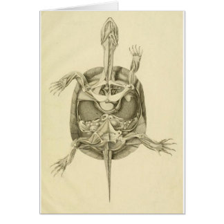 Vintage biologische Schildkrötenanatomie