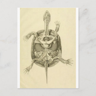 Vintage Biologische Schildkrötenanatomie Postkarte