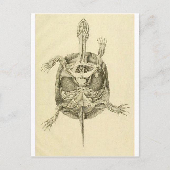 Vintage Biologische Schildkrötenanatomie Postkarte (Vorderseite)