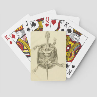 Vintage Biologische Schildkrötenanatomie Spielkarten