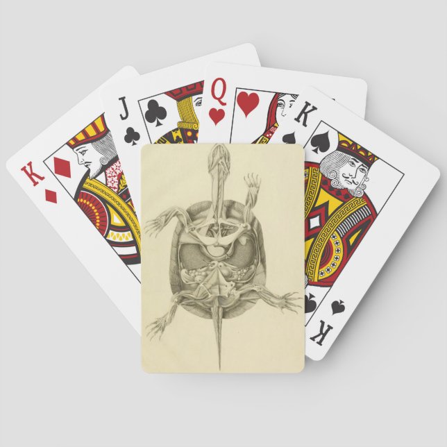 Vintage Biologische Schildkrötenanatomie Spielkarten (Rückseite)