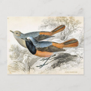 Vintage Bird 07 Postkarte