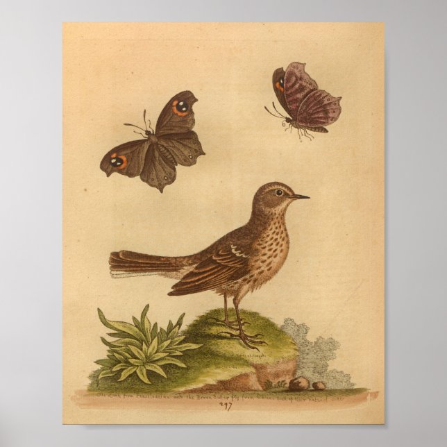 Vintage Bird Brown-Fleckenschmetterlinge Poster (Vorne)