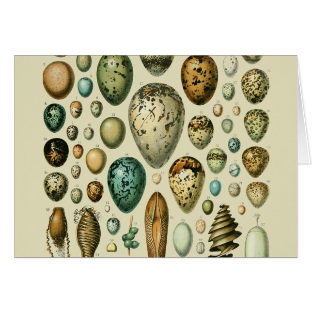 Vintage Bird Eggs French Fish Egg (Devant horizontal)