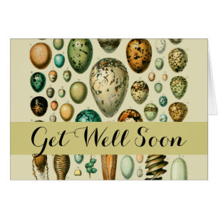 Vintage Bird Eggs French Fish Egg