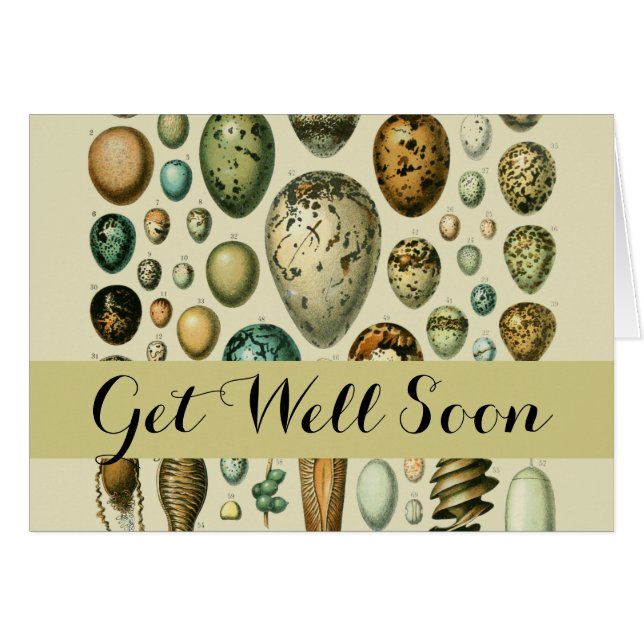 Vintage Bird Eggs French Fish Egg (Devant horizontal)