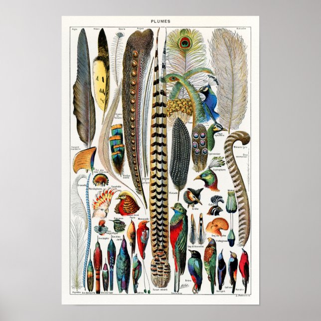 Vintage Bird Feather Illustration Poster (Vorne)