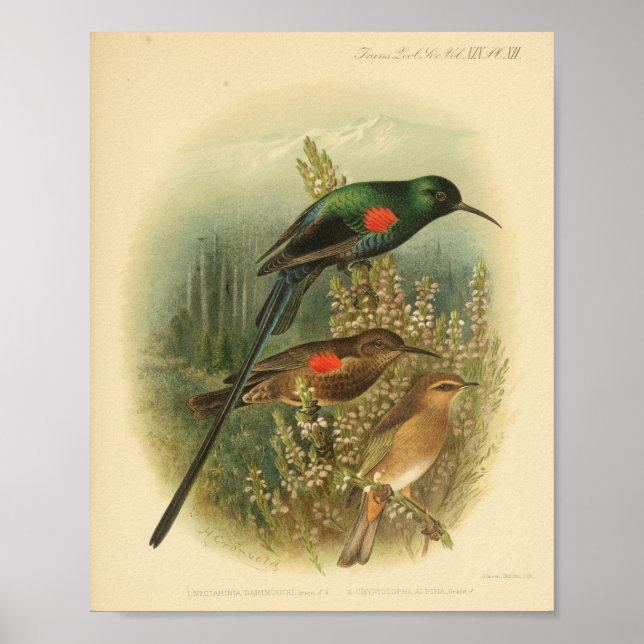 Vintage Bird Red Green Brown Print Poster (Vorne)