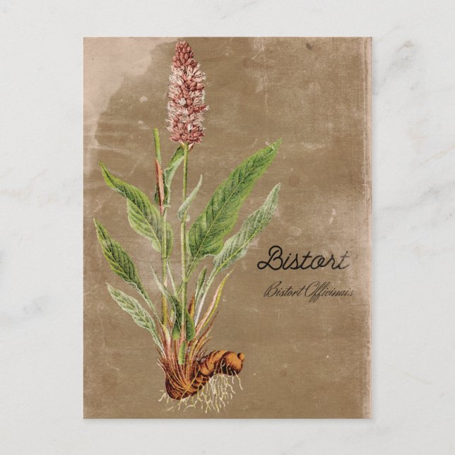 Vintage Bistort-Blume Postkarte (Vorderseite)