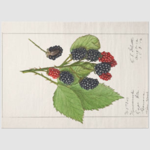 Vintage BlackBerry von Ellen Schutt Seidenpapier