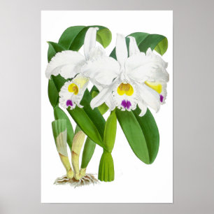 Vintage blanc orchidée - Poster