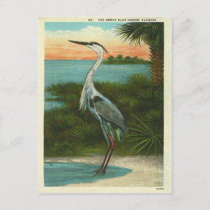 Vintage Blau Reiher Florida Postkarte
