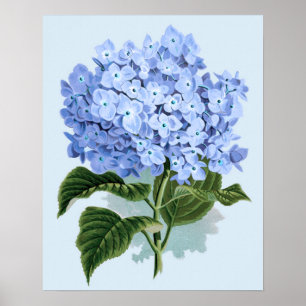 Vintage Blaue Hortensien Poster