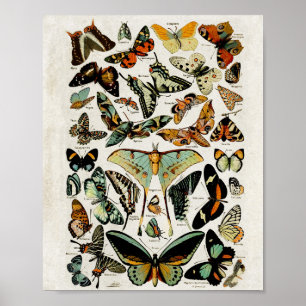 Vintage blaue Schmetterlinge Wall Art Poster