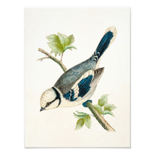 Vintage Blaue Vogelschwanzvögel Zeichnend 1800er J Fotodruck