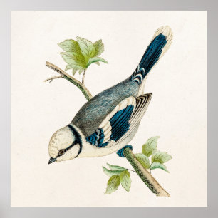 Vintage Blaue Vogelschwanzvögel Zeichnend 1800er J Poster