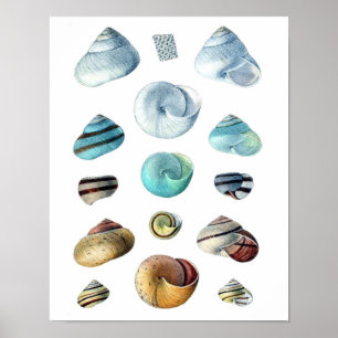 Vintage blaues Muschelposter Poster