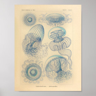 Vintage Blauton Ernst Haeckel Kunstprint Poster