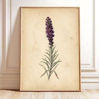 Vintage Blazing Star Blumen Wandkunst Poster