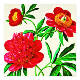 Vintage Bloom Pfingstrosen Aquarell Fotodruck