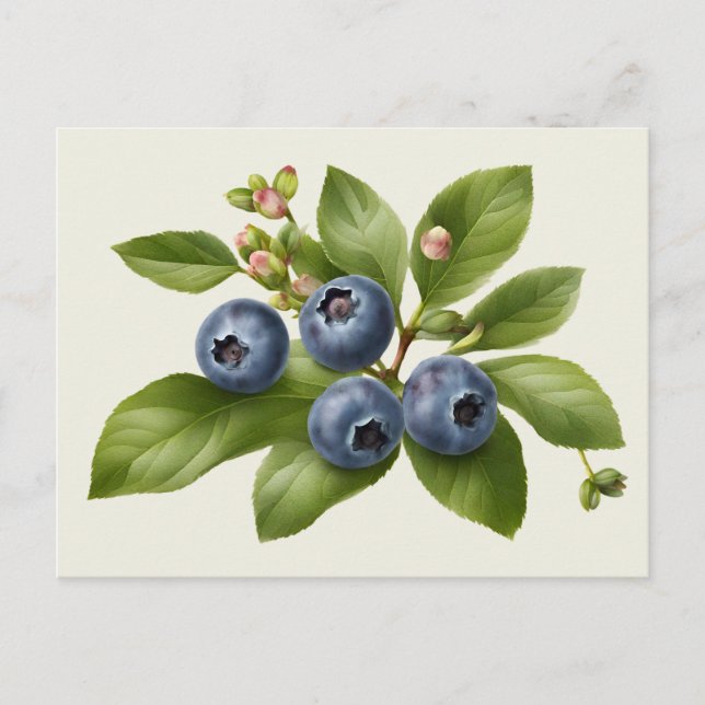 Vintage Blueberry Fruit Illustration Postkarte (Vorderseite)
