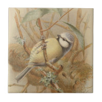 Vintage Bluetit-Illustration