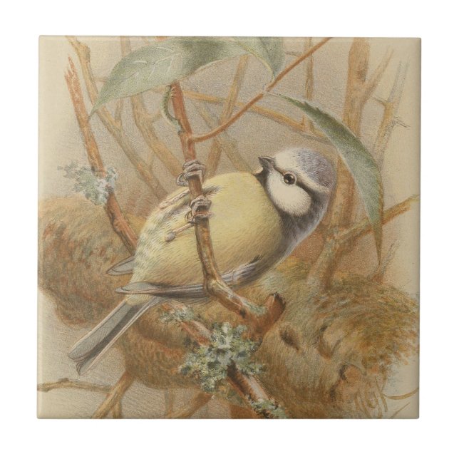 Vintage Bluetit-Illustration Fliese (Vorderseite)
