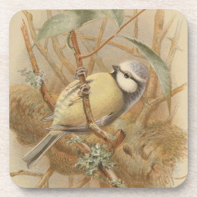Vintage Bluetit-Illustration Getränkeuntersetzer (Vorderseite)