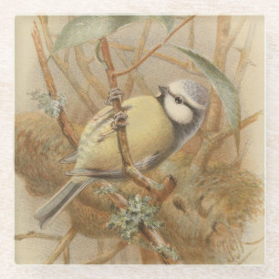 Vintage Bluetit-Illustration Glasuntersetzer