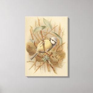 Vintage Bluetit-Illustration Leinwanddruck