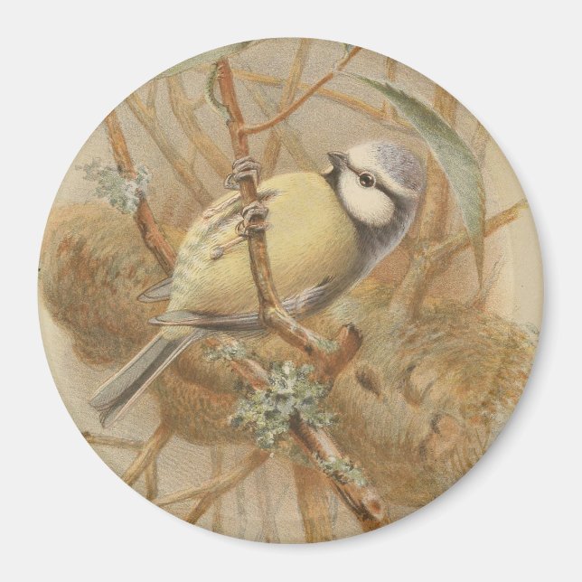 Vintage Bluetit-Illustration Magnet (Vorne)