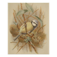 Vintage Bluetit-Illustration