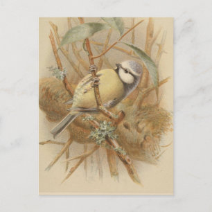 Vintage Bluetit-Illustration Postkarte