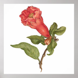Vintage blühende Darstellung der Blume Pomegranat Poster