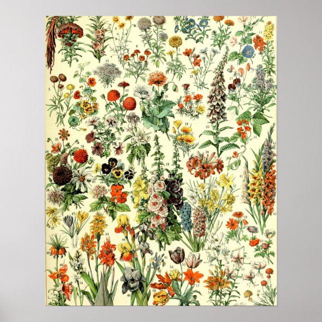Vintage Blume Alte Illustration Kunst Poster (Vorne)