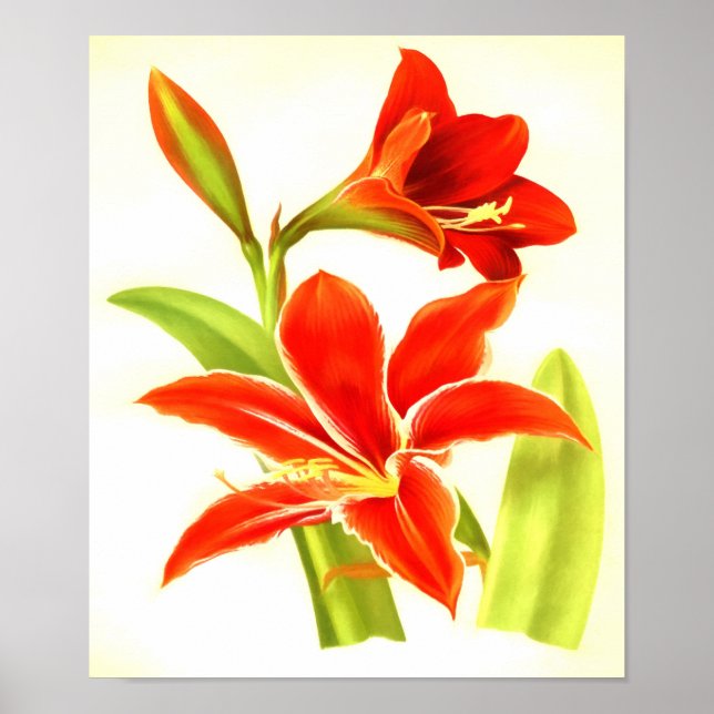 Vintage Blume Amaryllis Poster (Vorne)