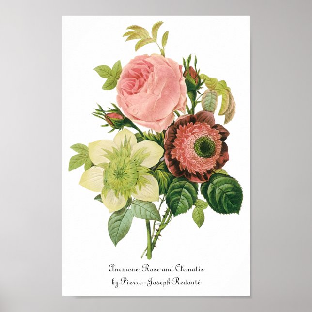 Vintage Blume, Anemone Rose Clematis von Redoute Poster (Vorne)