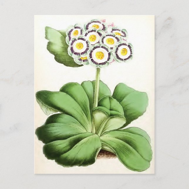 Vintage Blume "Auricula John Waterston" Postkarte (Vorderseite)