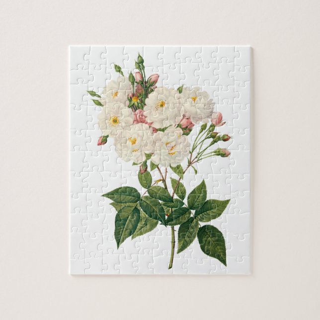 Vintage Blume Blütenrot Noisette Rose Redoute (Vertikal)