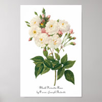 Vintage Blume Blütenrot Noisette Rose Redoute
