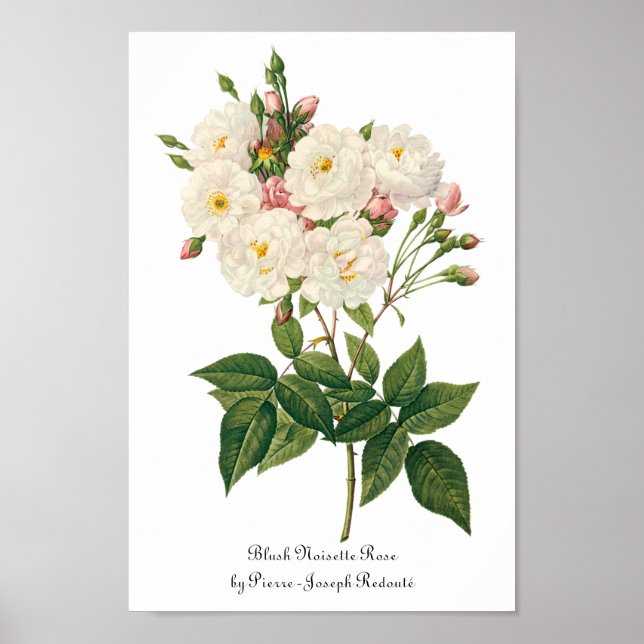 Vintage Blume Blütenrot Noisette Rose Redoute Poster (Vorne)