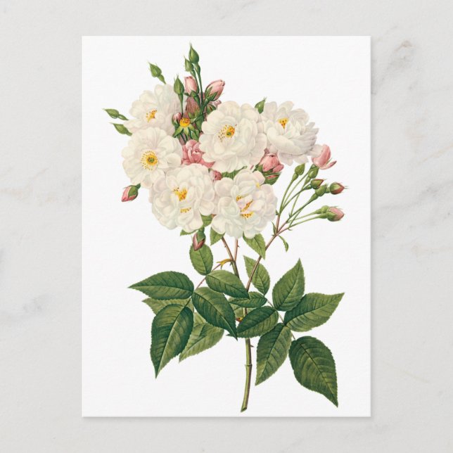 Vintage Blume Blütenrot Noisette Rose Redoute Postkarte (Vorderseite)