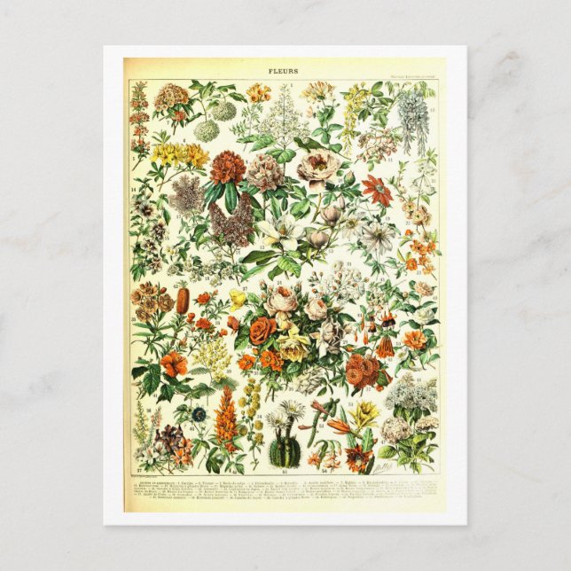 Vintage Blume Botanische Illustration Postkarte (Vorderseite)