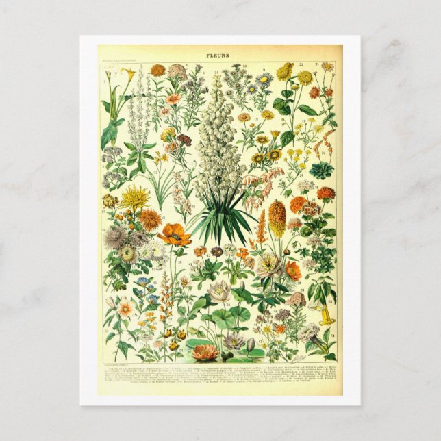 Vintage Blume Botanische Illustration Postkarte (Vorderseite)