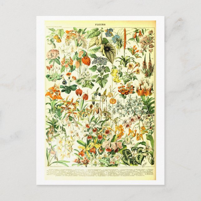 Vintage Blume Botanische Illustration Postkarte (Vorderseite)