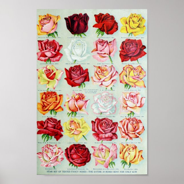 Vintage Blume Illustration Poster (Vorne)