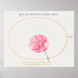 Vintage Blume Illustration Poster