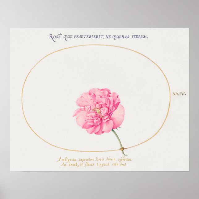 Vintage Blume Illustration Poster (Vorne)